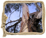 Eucalyptus Peppermint